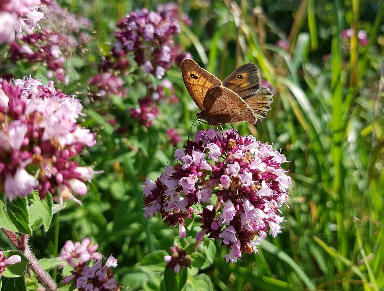 Wildkräuter