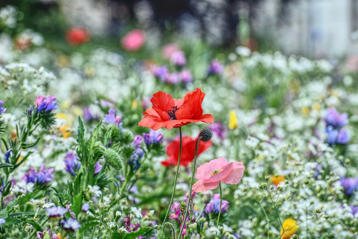 flowers